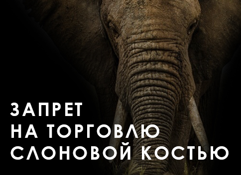 запрет на торговлю слоновой костью